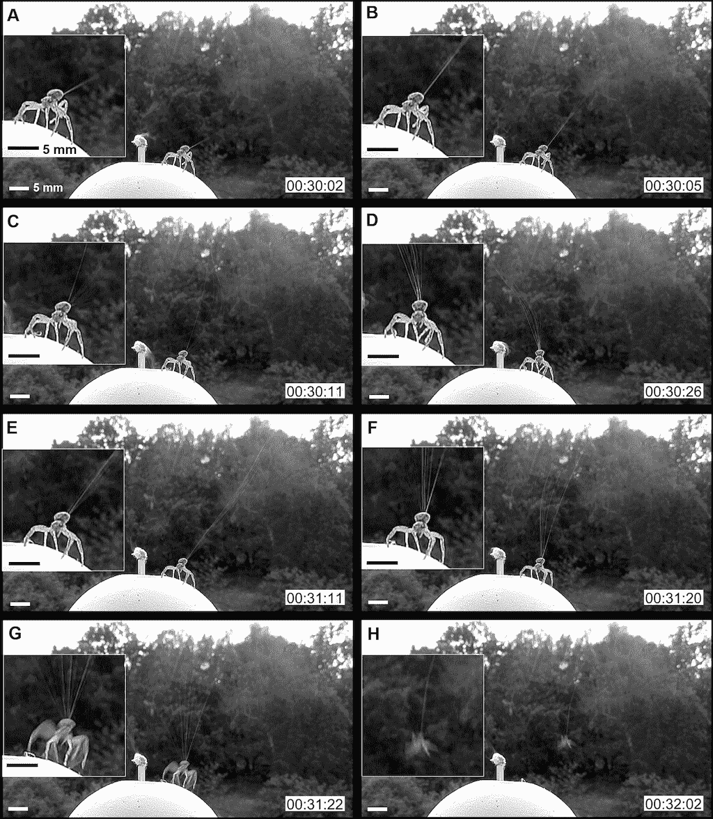 Flying Spiders! (Physics behind it) MEB