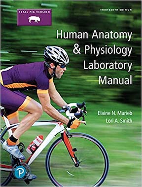 Human Anatomy & Physiology Laboratory Manual by Elaine Marieb, Lori Smith Publisher -‎ Pearson