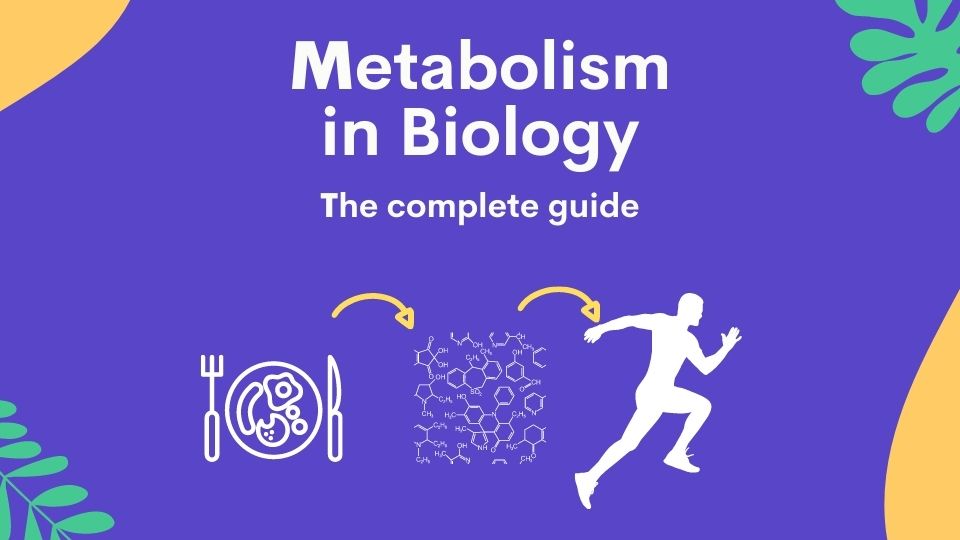 Metabolism in Biology www.myengineeringbuddy.com